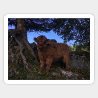 Scottish Highland Cattle Calf 1812 Sticker